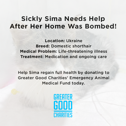 Funded: Sickly Sima Needs Help After Her Home Was Bombed