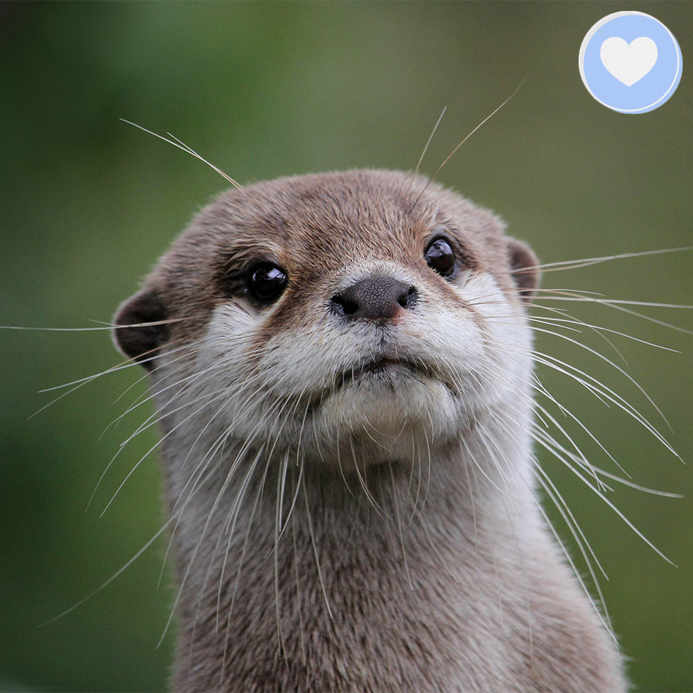 Project Peril: Help Save the Small-Clawed Otter
