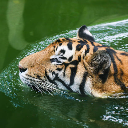 Project Peril: Save the Indochinese Tiger Before It Disappears