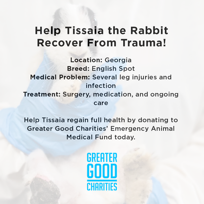 Help Tissaia the Rabbit Recover From Trauma