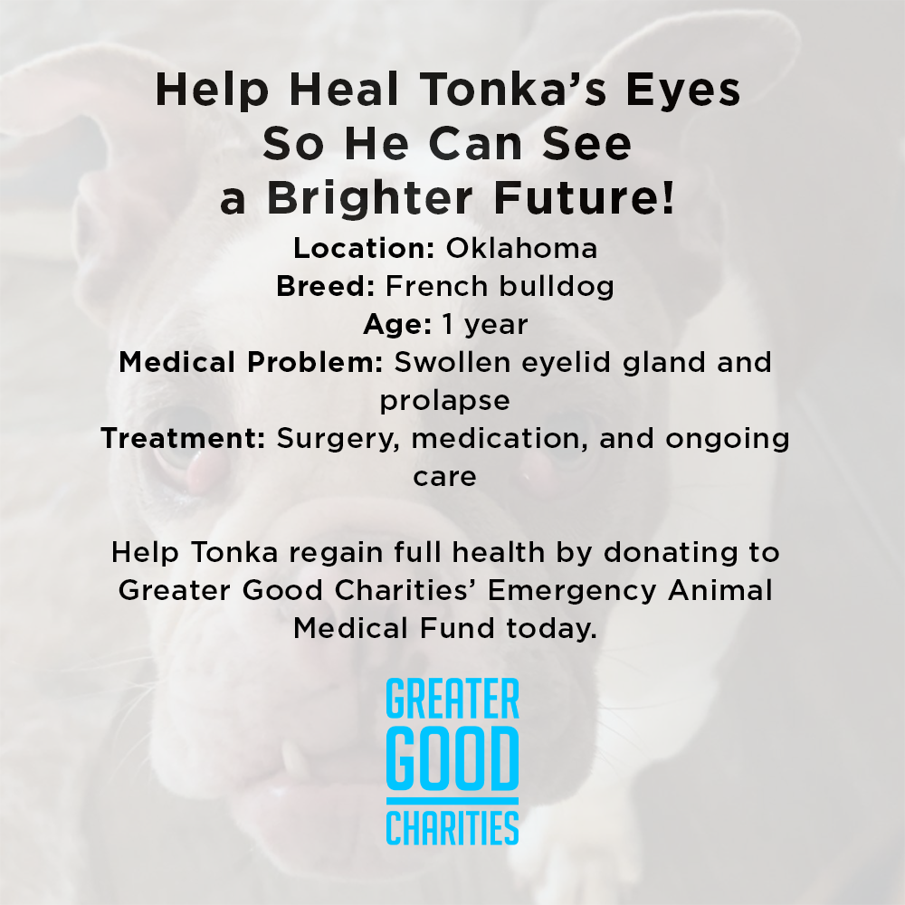 Funded: Help Heal Tonka’s Eyes So He Can See a Brighter Future
