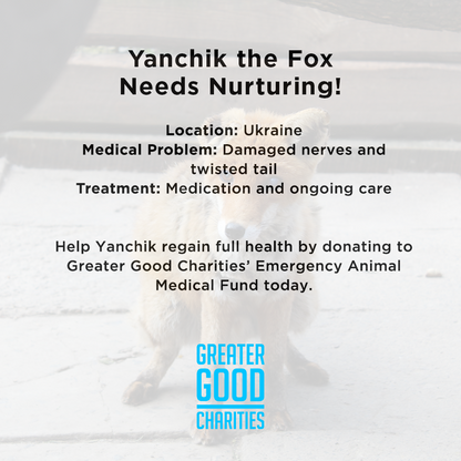 Funded: Yanchik the Fox Needs Nurturing