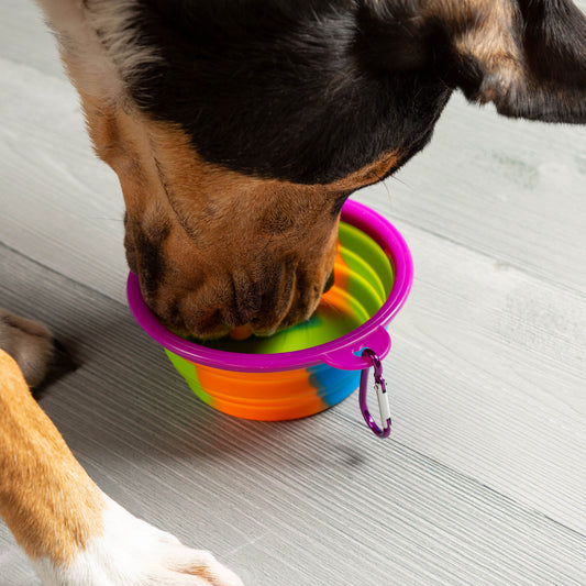 Silicone Travel Pet Dish with Carabiner