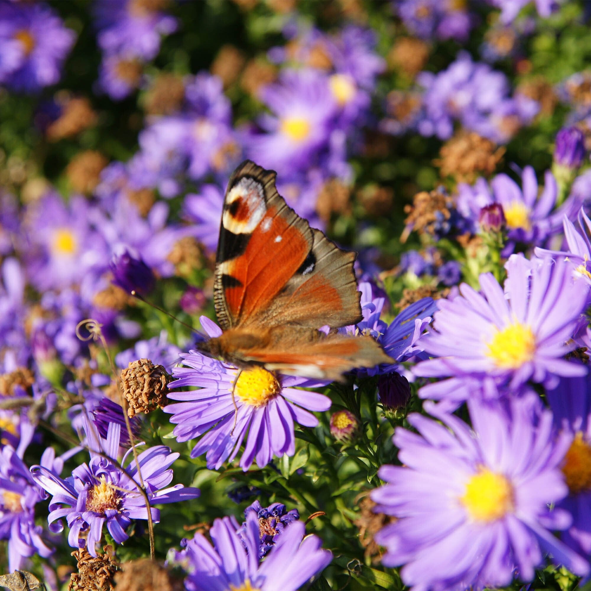 Plant Flowers to Save Bees & Other Natural Wildlife