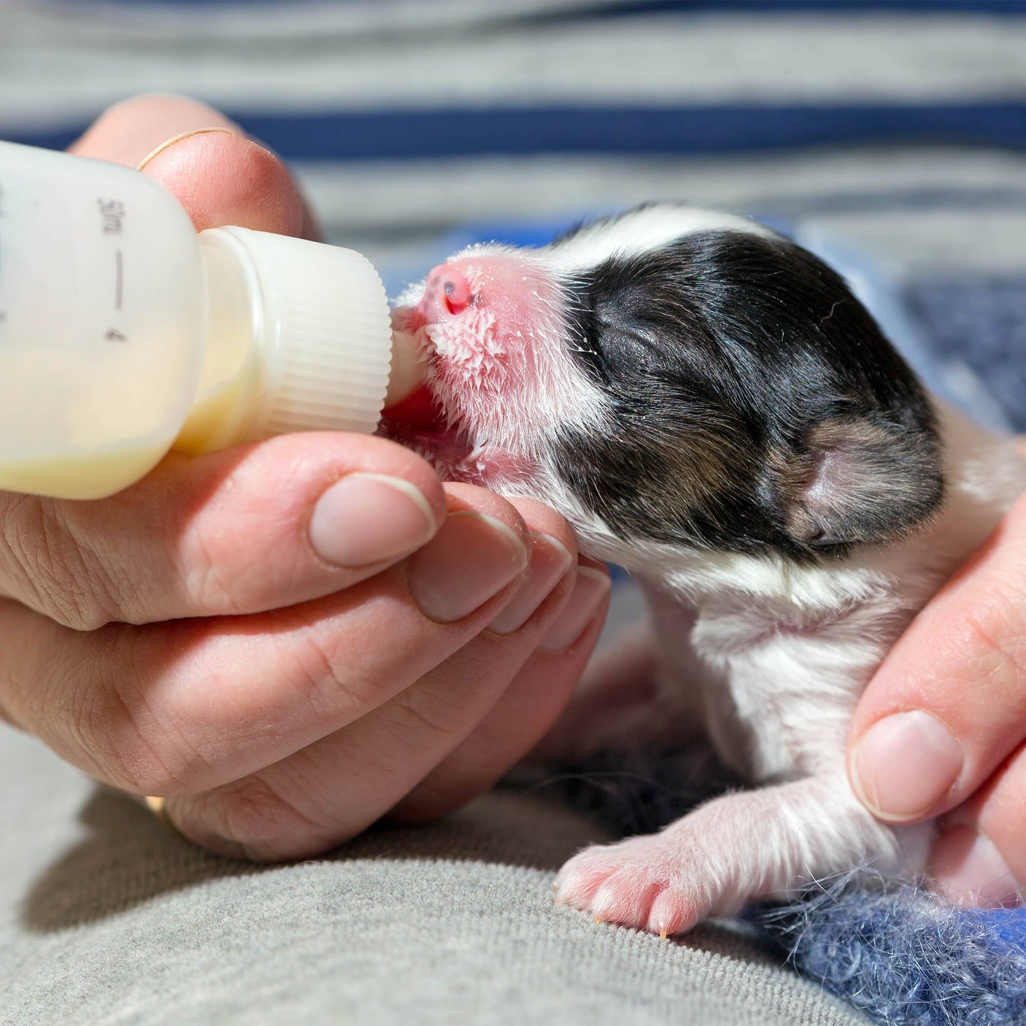 Benefit Buy - Emergency Care: Life-Saving Formula Kits For Fur Babies