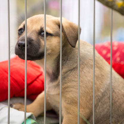5th Annual Holiday Toy & Treat Drive: Bring Joy To a Shelter Pet
