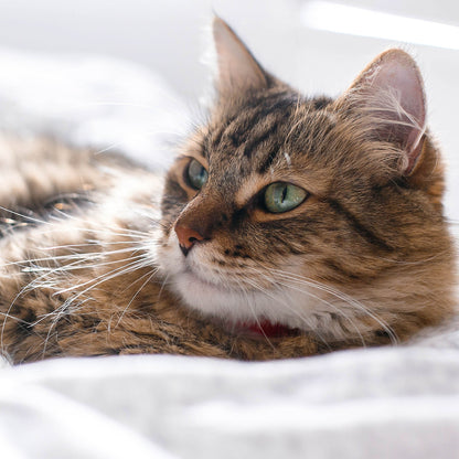 Send Support Packages to Senior Cats