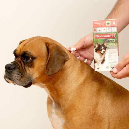 Help Keep Dogs Safe From Fleas & Ticks