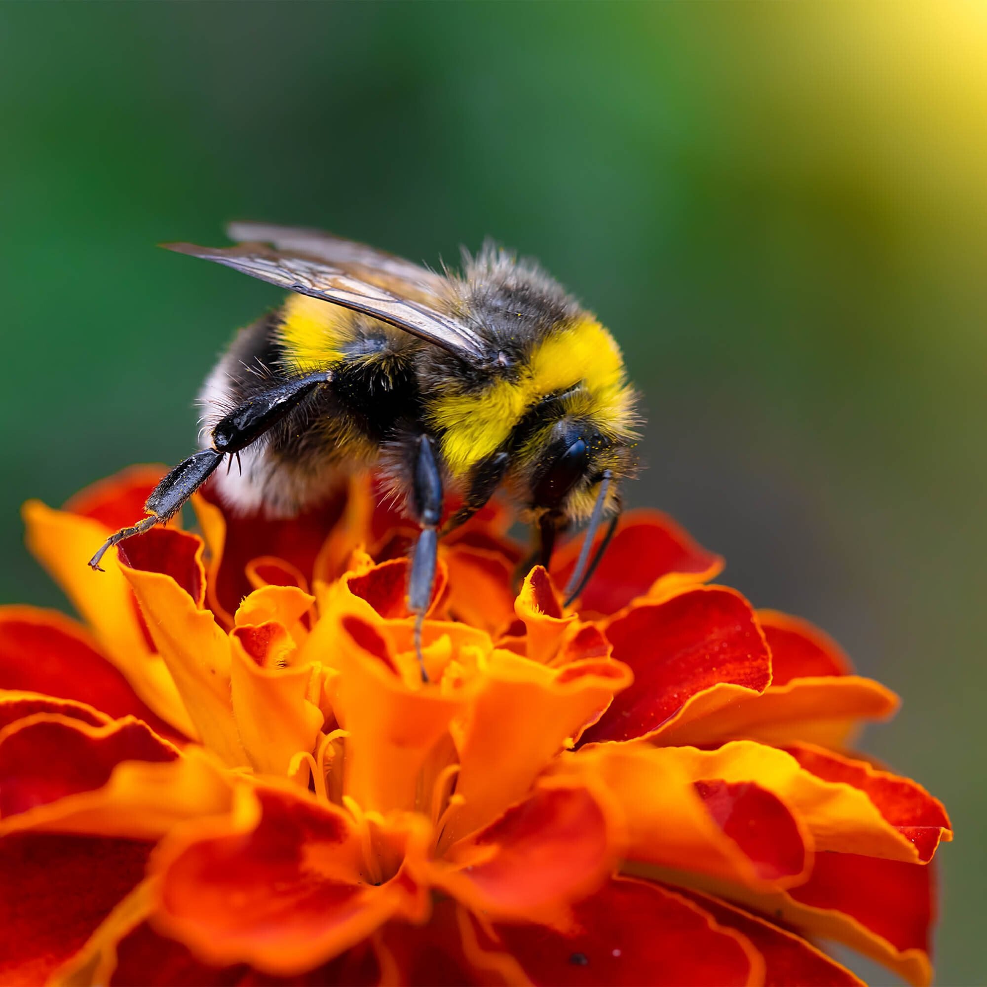 Plant Flowers to Save Bees & Other Natural Wildlife