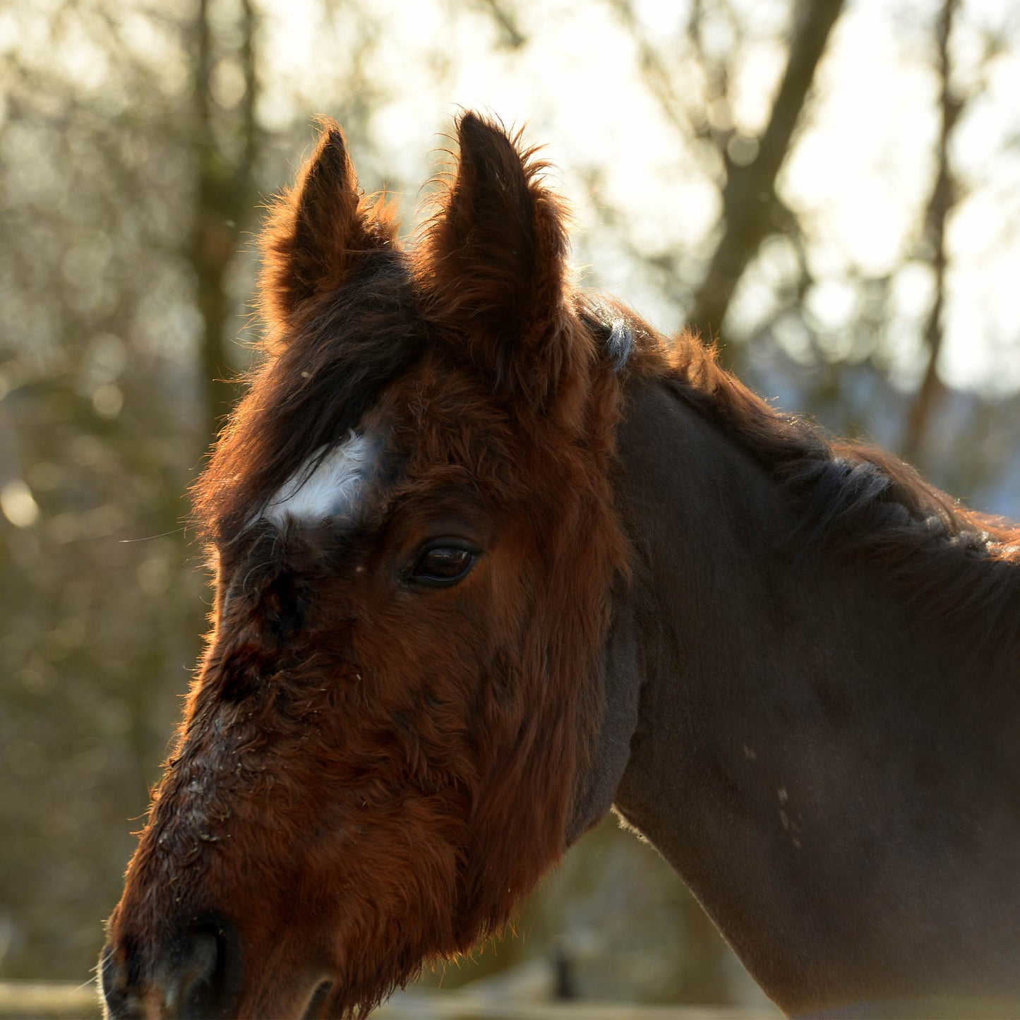 Provide Essential Supplies To Horses in Need