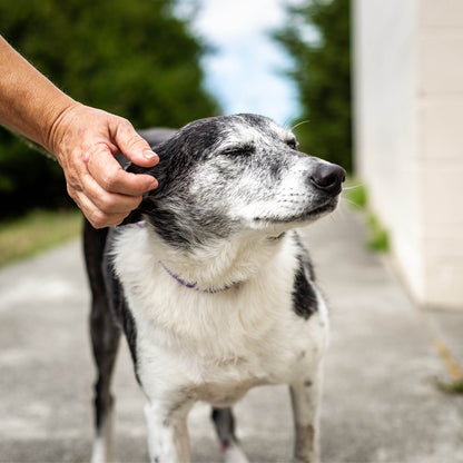 Send Support Packages To Senior Dogs