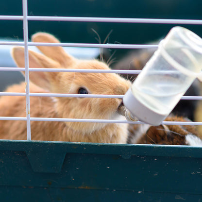 Send Supplies & Goodies To Rescued Bunnies