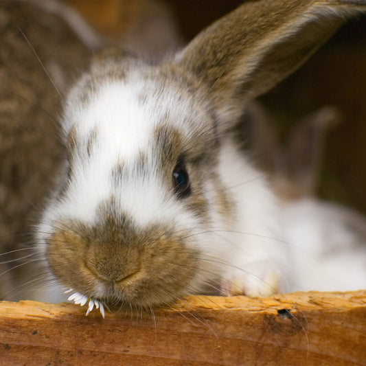 Send Supplies & Goodies To Rescued Bunnies
