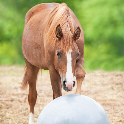 Send Care Kits to Help Rescued Horses