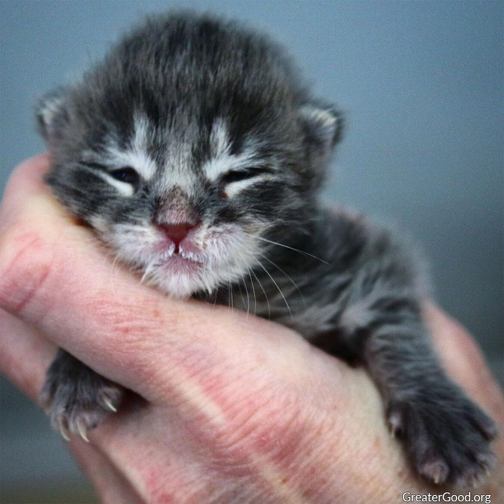 Donation - Help Feed Orphaned Kittens