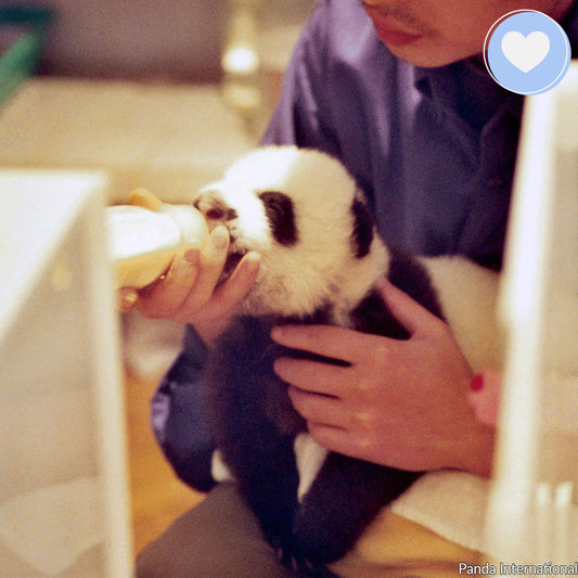 Project Peril: Feed Rejected Baby Pandas