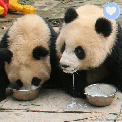 Project Peril: Feed Rejected Baby Pandas