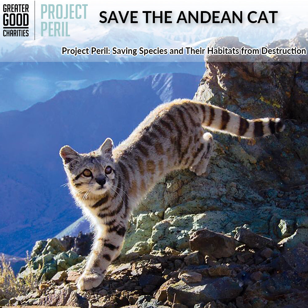 Project Peril: Help Save the Andean Cat
