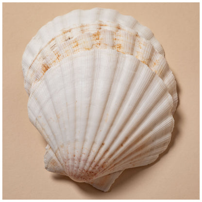 Nantucket Seafood Natural Canape Shells - Set of 4