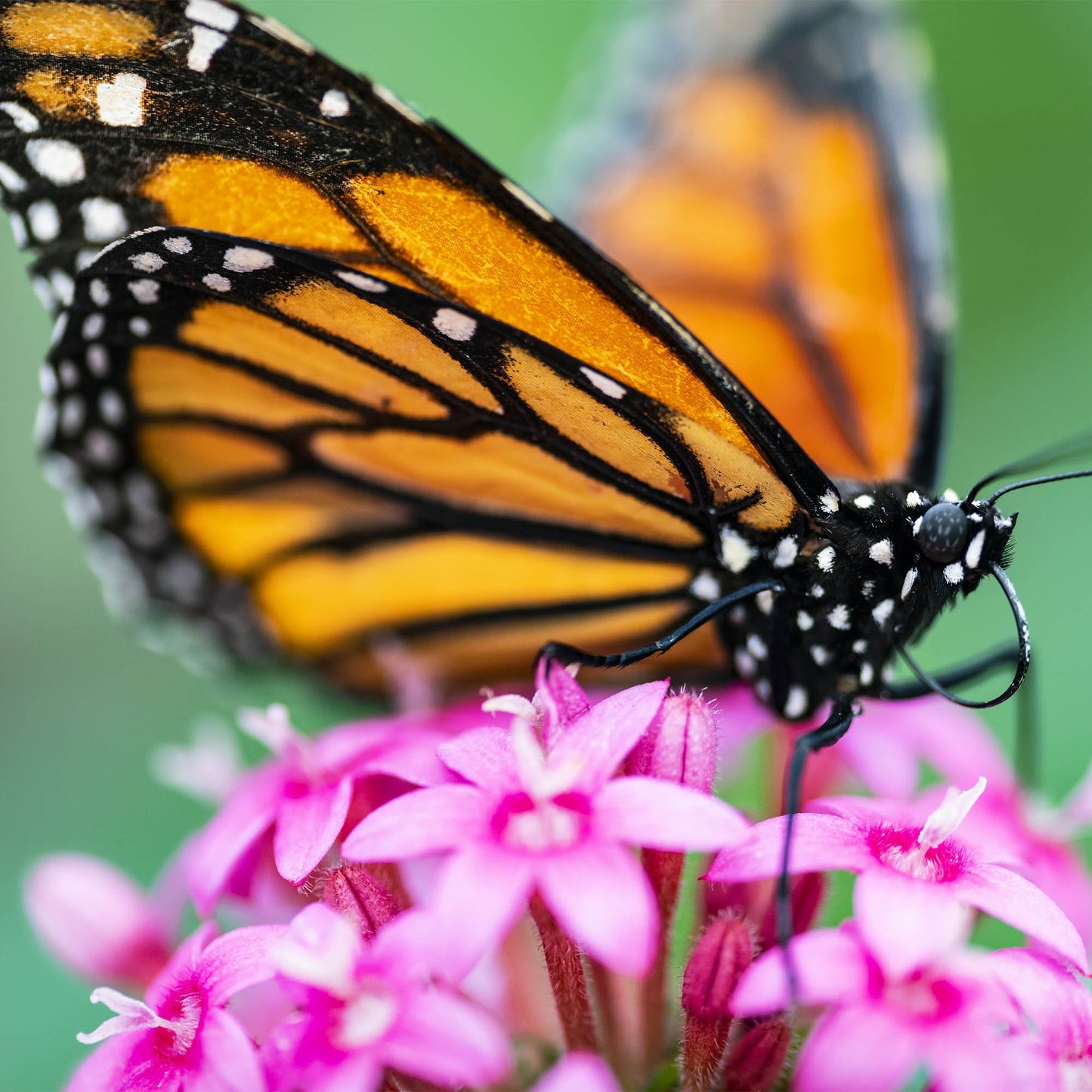Plant Milkweed Flower Seeds to Help Save the Monarch Butterfly