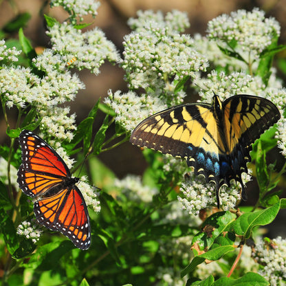 Plant Milkweed Flower Seeds to Help Save the Monarch Butterfly