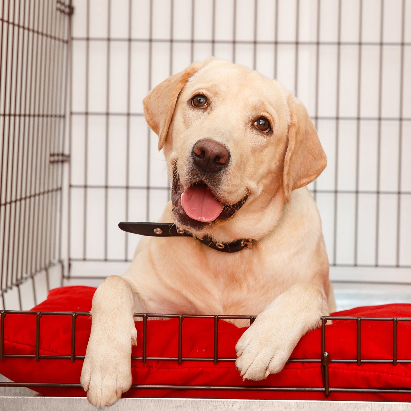 Send Crates to Animals: Provide Comfort & Safety
