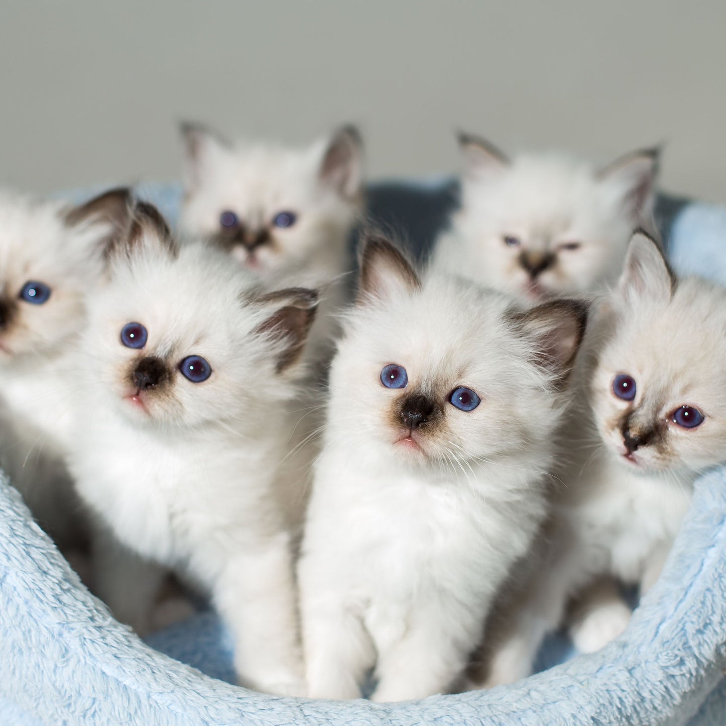 Help Save Newborn Kittens