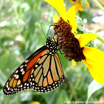 Protect the Monarch Butterfly