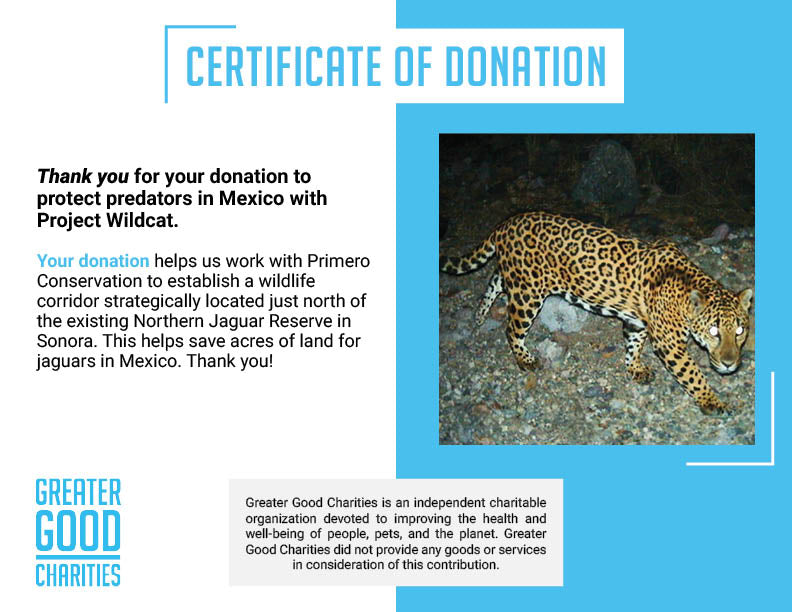 Project Wildcat: Predator Protection in Mexico