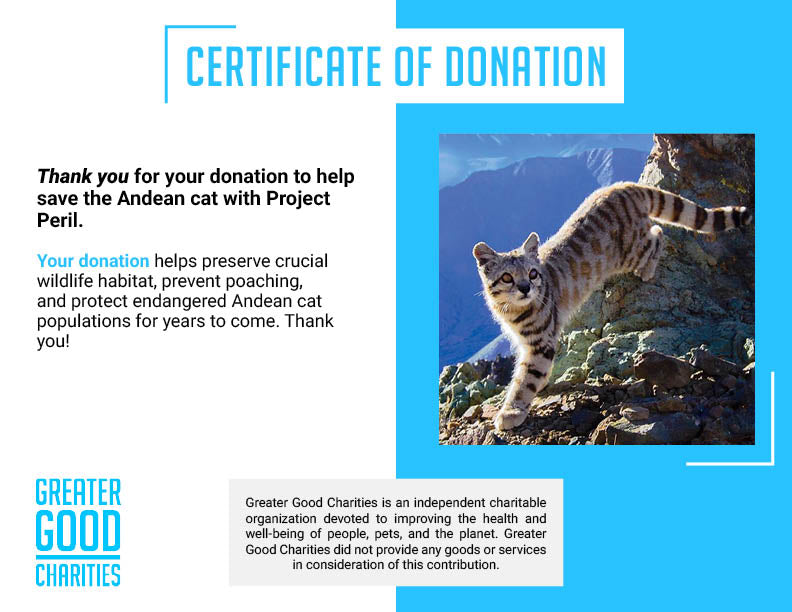 Project Peril: Help Save the Andean Cat