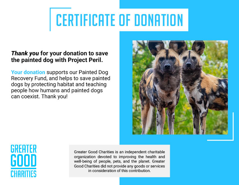 Project Peril: Help Save the Painted Dog