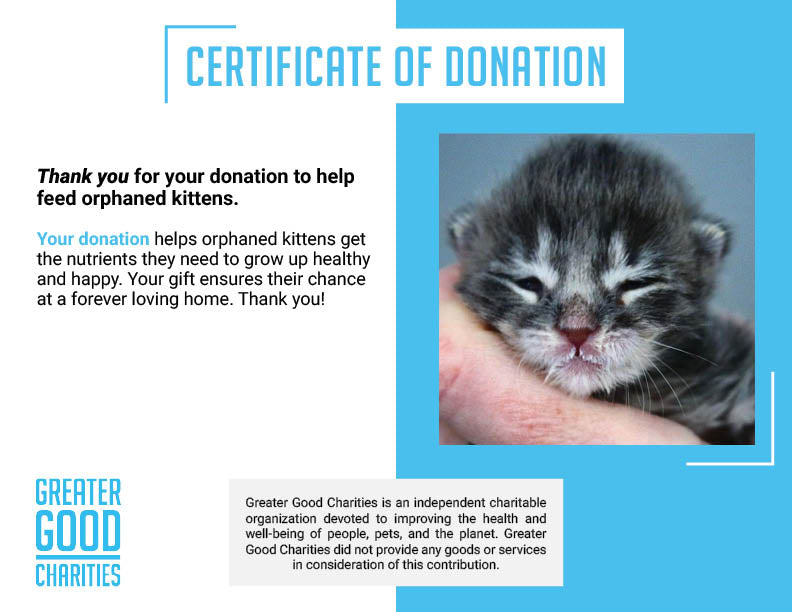 Help Feed Orphaned Kittens