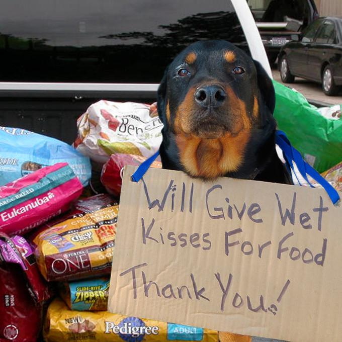 Donation - Pallets Of Pet Food For American Shelters