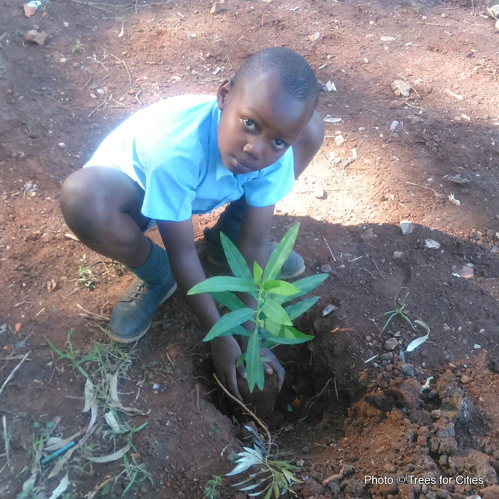 Donation - Plant A Tree