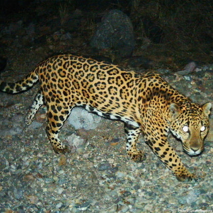 Donation - Project Wildcat: Predator Protection In Mexico