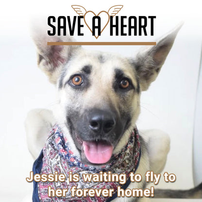 Help Fly Heartworm Positive Dogs at Risk of Euthanasia to Freedom