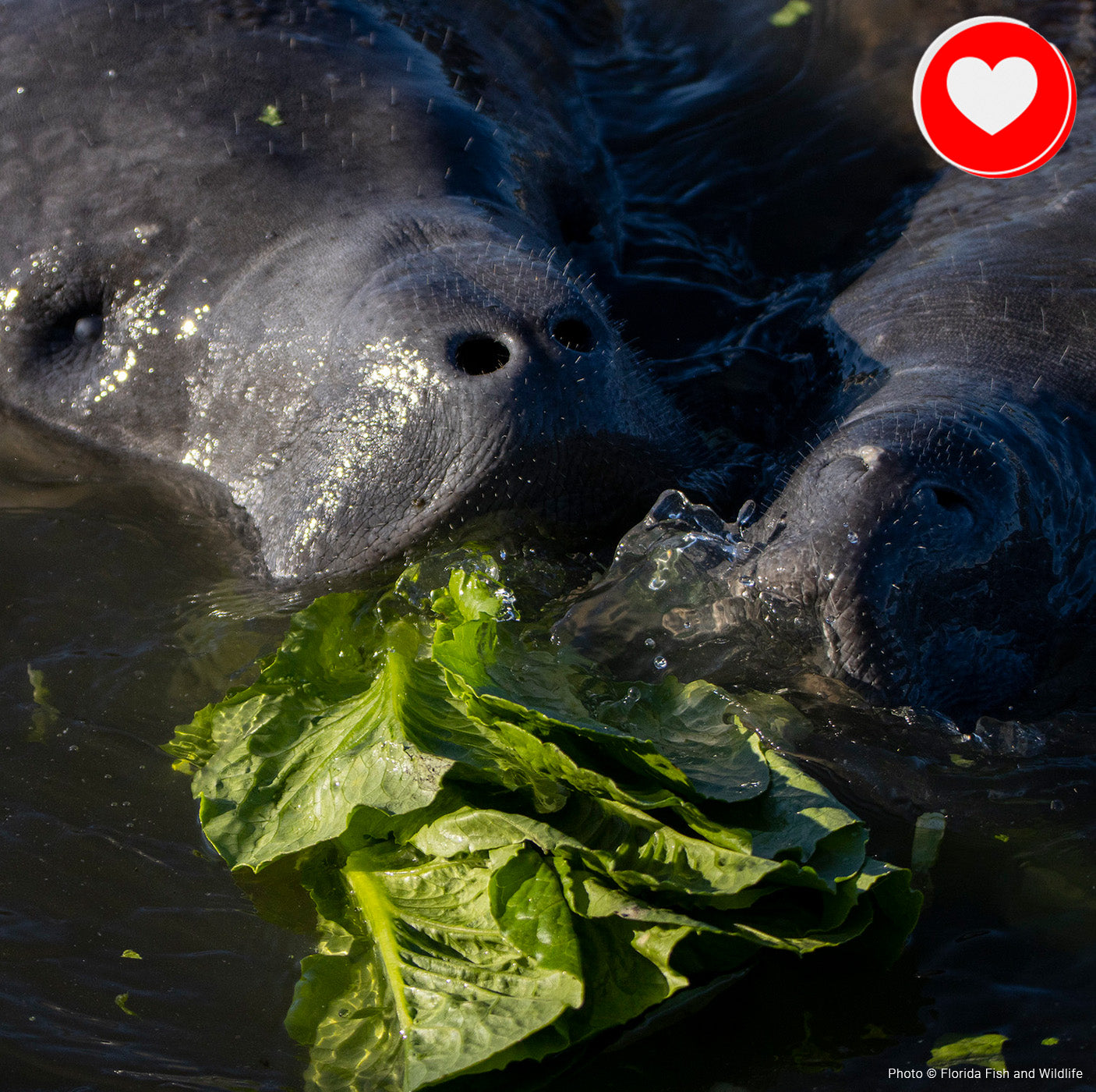 Urgent: Save Manatees from Starvation